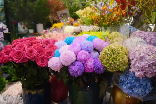 閔行兩大花卉市場 高端平價隨心選，果香花韻共徜徉