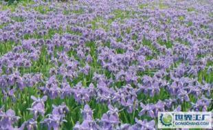 優質綠化花卉苗木 德國鳶尾的魅力與價值