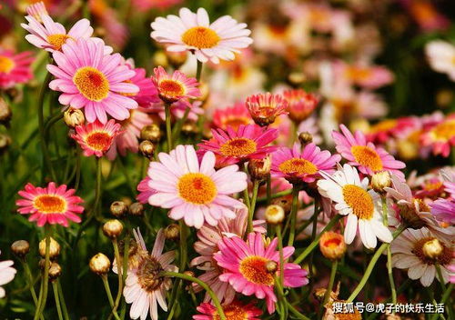 清雅映日，紅艷如霞——精品荷花‘水果’的獨(dú)特魅力